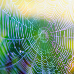 Synthetic Spider Silk:- స్పైడర్ సిల్క్‌తో క్లాతింగ్ ఇండస్ట్రీలో కొత్త ప్రయోగాలు..