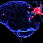 Glucose in Brain : బ్రెయిన్‌లో గ్లూకోజ్ శాతం.. అలాంటి వ్యాధులపై ప్రభావం..