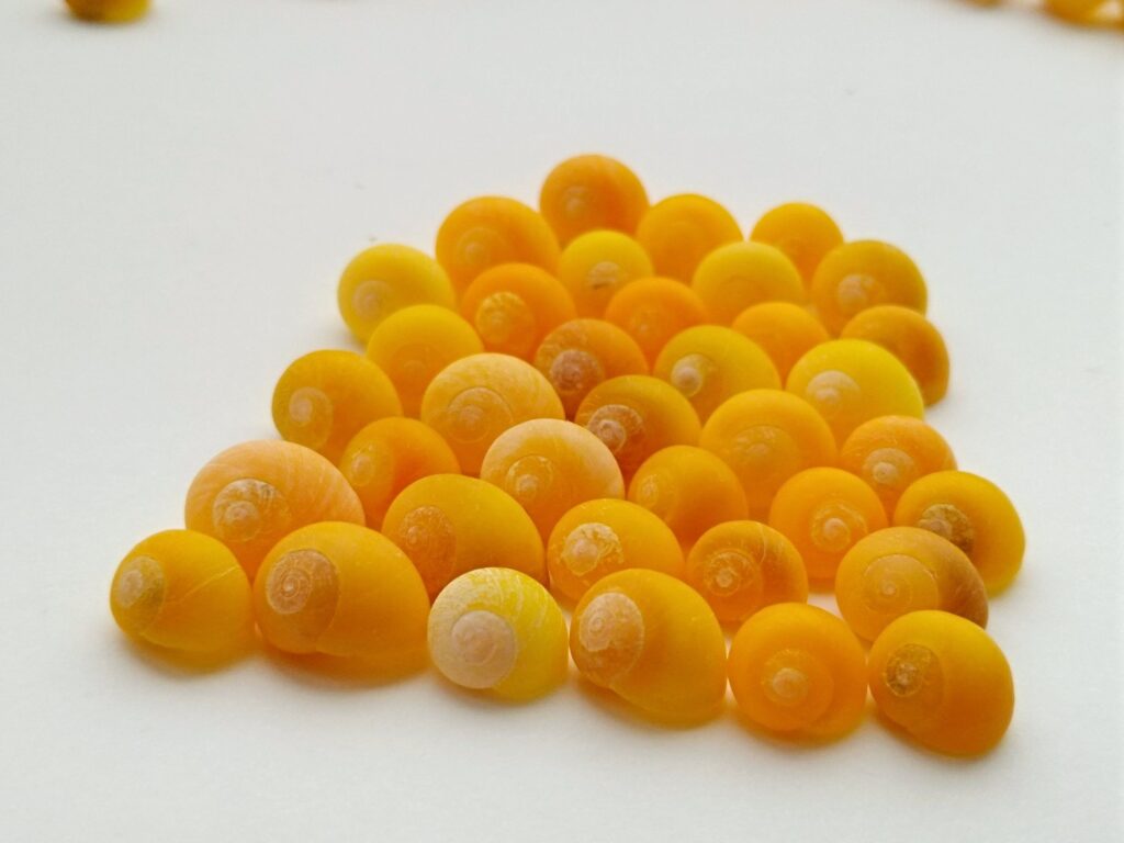 Yellow Shells :- గవ్వల ముడుపుతో గడప ముంగిట మహాలక్ష్మి