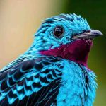 The Language of Birds : పక్షుల భాషను కనుక్కోవడం ఎలా..? నిపుణులు చెప్తున్న సూచన.