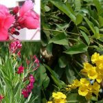 Ganneru plant : గన్నేరు మొక్క ఇంట్లో ఏ దిశలో పెంచుకోవాలి?
