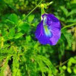 Blue Cone Flowers : ఇంట్లో నీలి రంగు శంఖు పువ్వులు ఉంటే…..