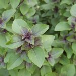 Tulsi types : ఇంట్లో పూజకి పనికి వచ్చే తులసి రకాలు రెండేనా…?