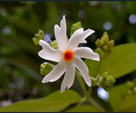 Parijata Flowers : పారిజాత పుప్వులని కోయకూడదా…?