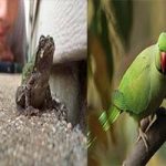 5 Lucky Signs : ఈ ఐదు మీ ఇంటికి వస్తే అదృష్టమే