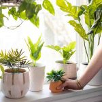 Plants Can Feel The Touch: స్పర్శను కనిపెట్టే మొక్కలు.. ఇతర మొక్కలకు సంకేతాలు..