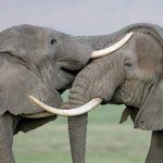 Language Of Elephants: ఏనుగులకు ప్రత్యేకమైన భాష.. అర్థం చేసుకుంటే ఆనందం..