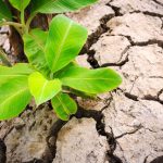 Plants without water : ఈ మొక్కలు నీళ్లు లేకపోయినా బ్రతకగలవు..!