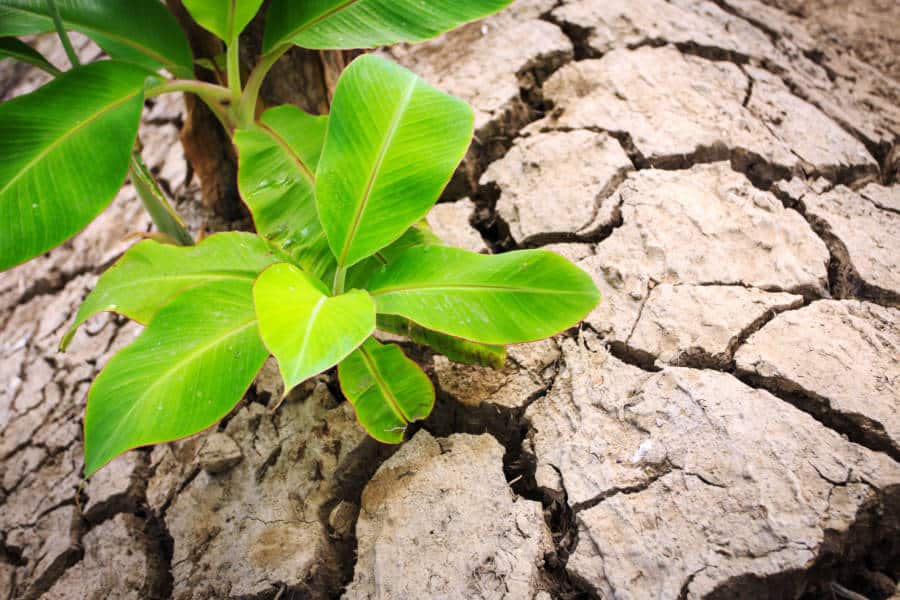 Plants without water : ఈ మొక్కలు నీళ్లు లేకపోయినా బ్రతకగలవు..!