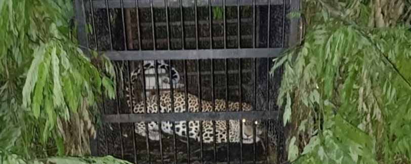 Another Chirutha caught in Tirumala
