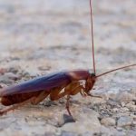 Cockroaches : బొద్దింకల బెడద ఎక్కువైందా..? ఈ టిప్స్ పాటించండి..