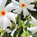 Parijata Flowers : పారిజాత పువ్వులతో పూజ చేయకూడదా..?  వాస్తవమేంటి?