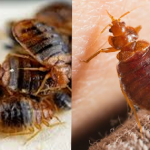 Bed Bugs : జాగిలాలతో నల్లులకు చెక్!