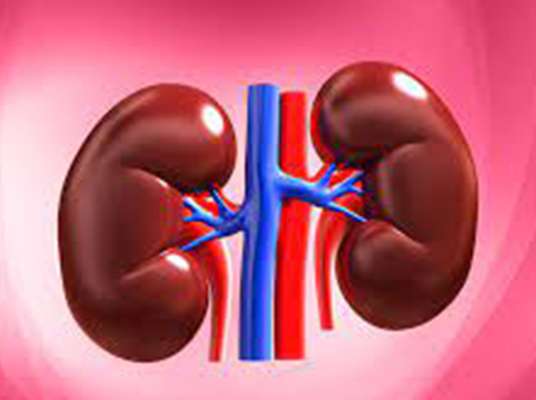 Important Precautions for Kidney Cleanse