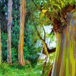 Rainbow Tree : యూకలిప్టస్‌కు రెయిన్‌బో రంగులు