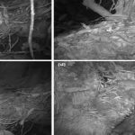 Rare Rat : ఆ ఎలుక దెబ్బకు టెంకాయ బద్దలు!