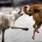 Dog Bite : కుక్కకాటు.. ప్రతి పంటిగాటుకు ప్రభుత్వం రూ.10వేలు చెల్లించాలి.. కోర్టు తీర్పు