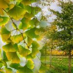 Ginkgo Biloba Tree : ఒక్కరోజులో ఆకులన్నీ రాల్చే చెట్టు