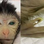 monkey-china : వెలిగే వేళ్లు.. పచ్చటి కళ్ల వానరం