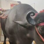 Pushkar Mela 2023 : 8 ఏళ్లు.. 1570 కిలోల బరువు.. 150 దూడలకు జన్మనిచ్చిన దున్న..