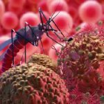Dengue : డెంగ్యూకి ఇదే విరుగుడు
