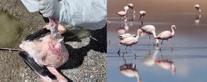 Flamingo