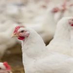 Chicken Price: కొండెక్కిన కోడి.. నాన్ వెజ్ తినేదెలా ?