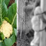 Odisha: పంటలో క్యాలీఫ్లవర్ కోసిందని.. తల్లిని స్తంభానికి కట్టేసి..
