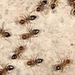 Ants Control : ఇంట్లో చీమల బెడద ఎక్కువగా ఉందా.. వీటితో తరిమేయండి