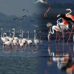 Pulicat Lake : మన కొంగ వెళ్లిపోతోంది..!