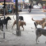 Street Dogs: దిల్‌సుఖ్‌నగర్‌లో వీధికుక్కల వీరంగం.. బాలుడికి తీవ్రగాయాలు