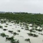 Andrapradesh : దివిసీమ ప్రాంతంపై తుపాను ఎఫెక్ట్.. నీట మునిగిన పంటలు..