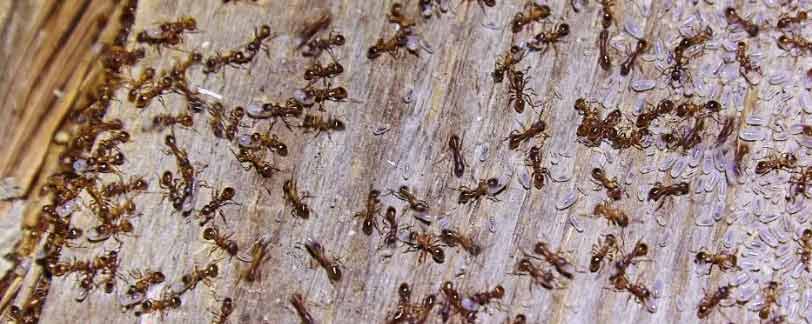 Ants Control