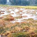 Michaung Affects Crops | తుఫాను దెబ్బకు భారీ పంట నష్టం