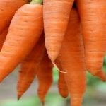 carrot : కేరట్‌తో ఎలర్జీలు దూరం