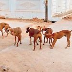 Dogs attack : వీధికుక్కల దాడి.. 5 నెలల బాలుడు మృతి..