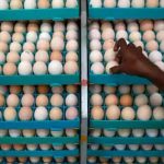 Egg Price: కొండెక్కిన కోడిగుడ్డు.. సెంచరీకి చేరువలో డజన్..