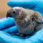 Parrots : ఆ జాతి చిలుకల సంఖ్య పదుల్లోనే!