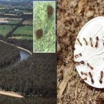 Fire Ants : వరదొచ్చినా.. ఆ చీమలు సేఫ్!