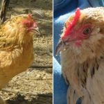 Hen Story : వింటారా.. ఈ కోడి కథ!
