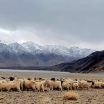Ladakh Shepherds : చైనా సైన్యాన్ని వెనక్కి పంపిన గొర్రెల కాపరులు.. LAC వద్ద ఘటన