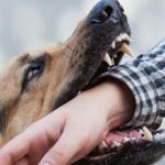 Street Dogs : మళ్లీ మొదలైన కుక్కల బెడద.. నిజాంపేటలో తండ్రీకూతుళ్లపై దాడి..
