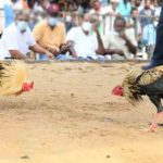 Sankranti Celebrations : సంక్రాంతి వచ్చిందే తుమ్మెద.. పందేలు తెచ్చిందే తుమ్మెద