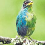 Rare Bird : ఈ పక్షి సగం ఆడ, సగం మగ.. ఎలా జన్మించిందో తెలిస్తే..!