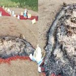 Fire To Chilli Crop :  పల్నాడు జిల్లాలో దుండగులు దుశ్చర్య.. మిరప పంటకు నిప్పు..