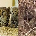 Kuno National Park : గుడ్ న్యూస్.. కునో నేషనల్ పార్క్ లో 3 పిల్లలకు జన్మనిచ్చిన చిరుత