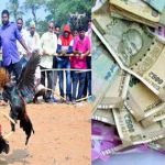 Sankranti : గోదావరి జిల్లాల్లో జోరుగా కోడి పందేలు.. చేతులు మారుతున్న కోట్లాది రూపాయలు..