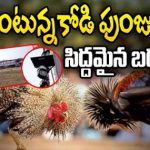 Kodi Pandalu : సై అంటున్న కోడి పుంజులు..  