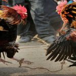 Cock Fight : పేకాట..గుండాట.. బెట్టింగులు.. కోడి పందేలు..