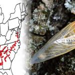 Cicadas : అమెరికాని ముంచెత్తనున్న లక్ష కోట్ల కీటకాలు..!